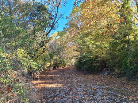 magnifique sous bois