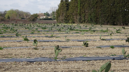 Culture de figuiers de barbarie 
