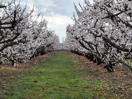 abricotiers en fleurs
